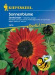 00003579-000-00_Sonnenblume Samtkönigin_VS